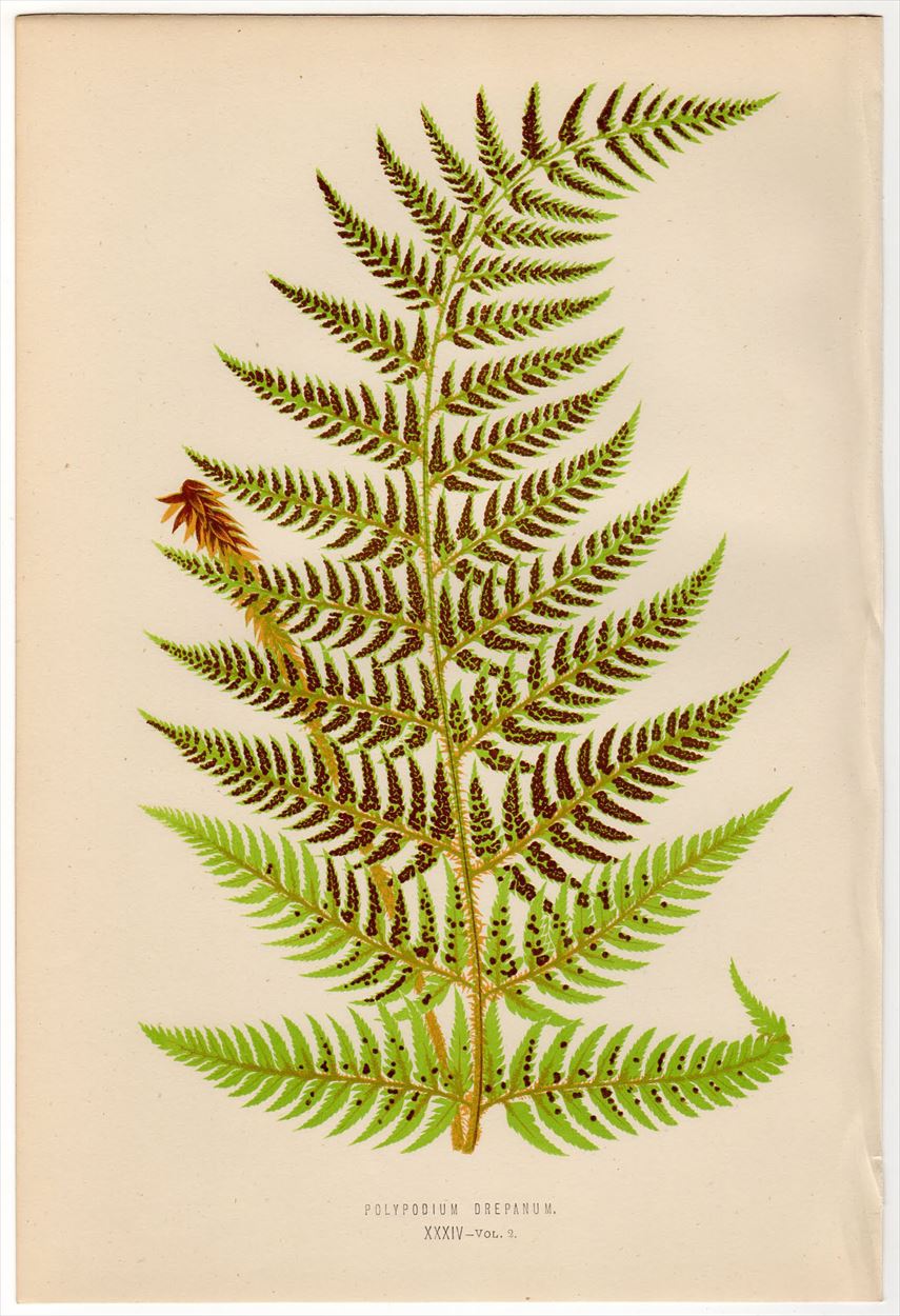 1863年 LOWE シダ植物 オシダ科 イノデ属 POLYPODIUM