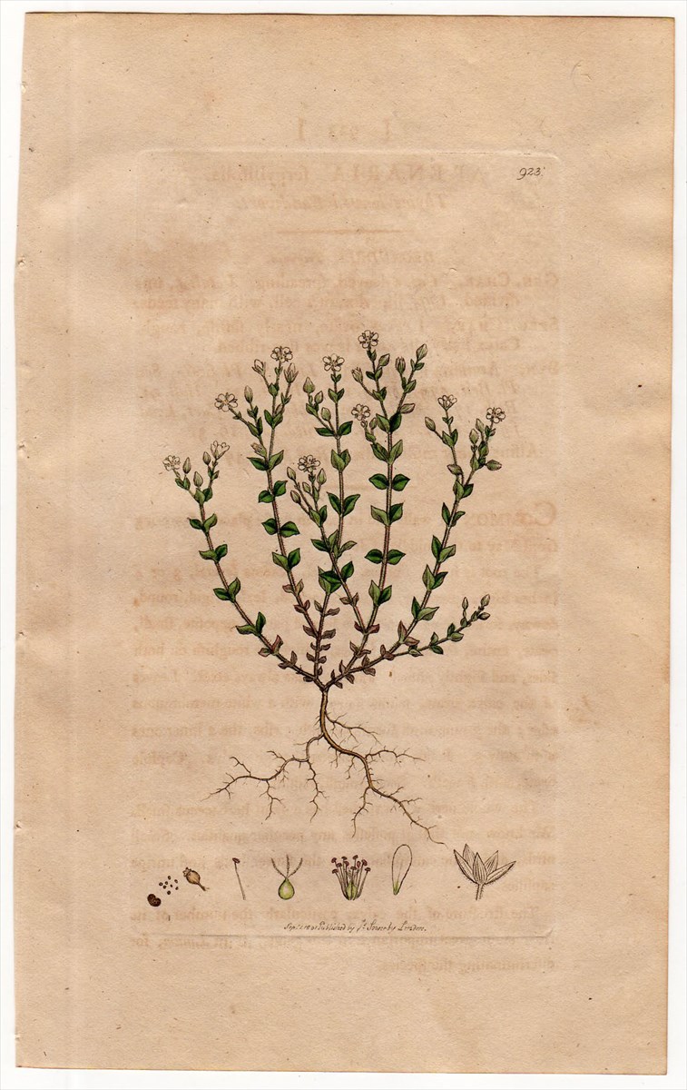 1801年 Sowerby English Botany 初版 No.923 ナデシコ科 ノミノツヅリ属 ノミノツヅリ ARENARIA  serpyllifolia - アンティークプリント 博物画 ボタニカルアートの通販サイト Spirito di Artigiano