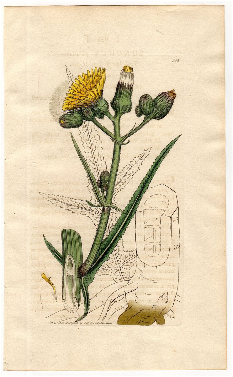 1801年 Sowerby English Botany 初版 No.935 キク科 ノゲシ属 SONCHUS palustris -  アンティークプリント 博物画 ボタニカルアートの通販サイト Spirito di Artigiano