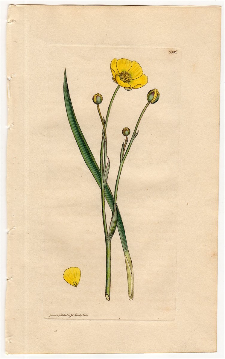 1811年 Sowerby English Botany 初版 No.2306 キンポウゲ科 