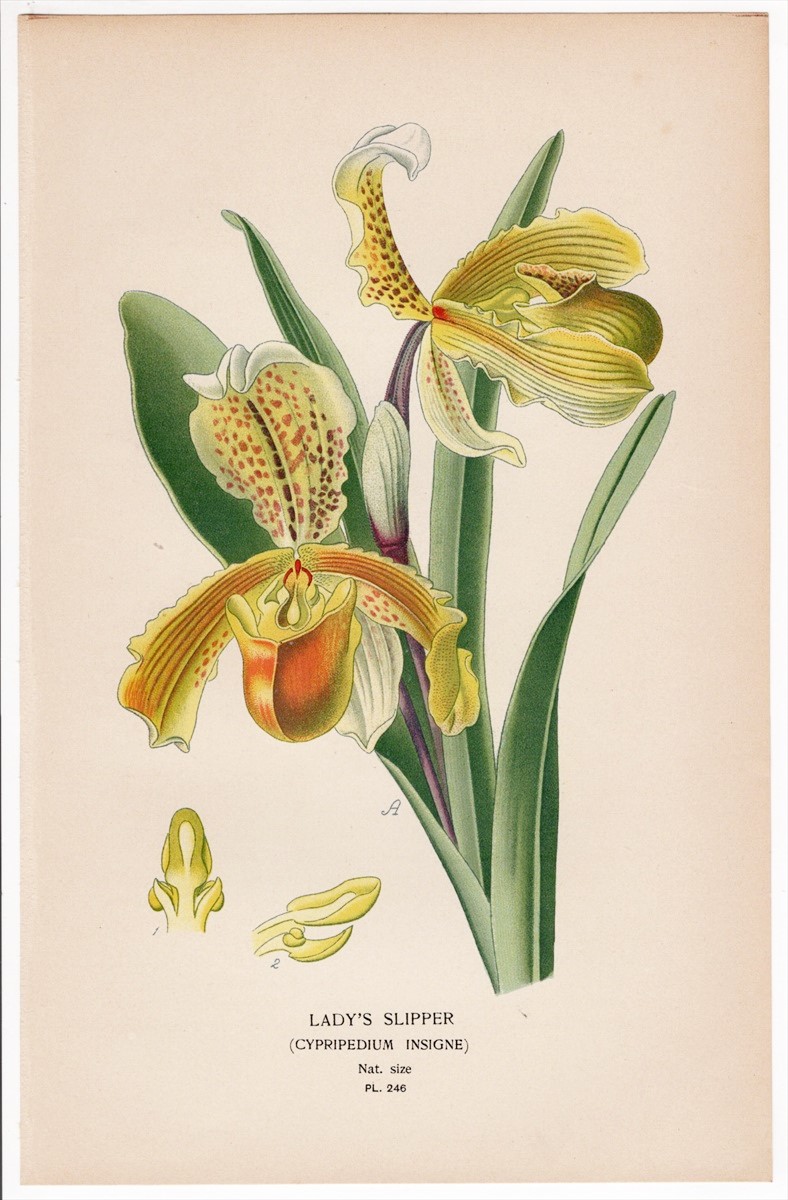 1897年 Step 庭と温室のお気に入りの植物 Pl.246 ラン科 
