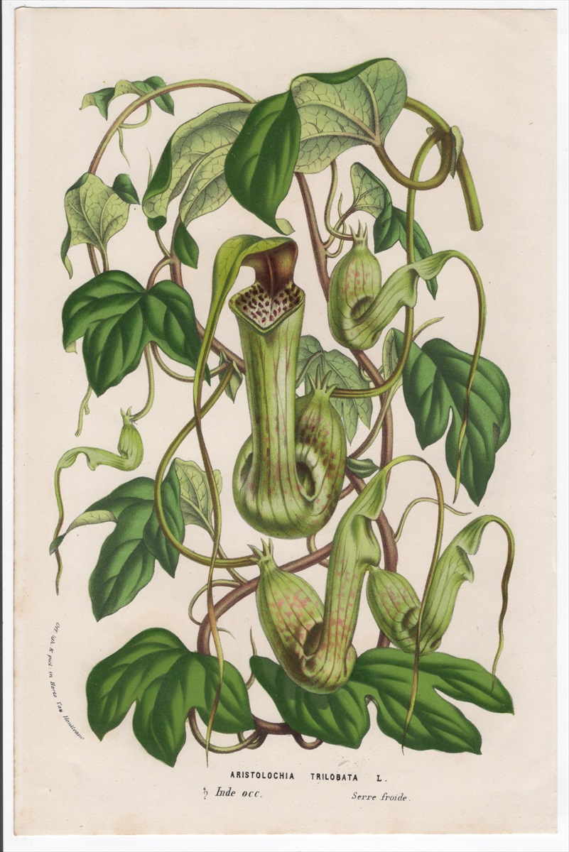 1861年 Van Houtte ヨーロッパの植物 ウマノスズクサ科 ウマノスズクサ属 Aristolochia trilobata L -  アンティークプリント 博物画 ボタニカルアートの通販サイト Spirito di Artigiano