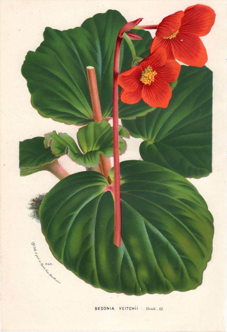 1877年 Van Houtte ヨーロッパの植物 シュウカイドウ科 シュウカイドウ属 BEGONIA VEITCHII - アンティークプリント  博物画 ボタニカルアートの通販サイト Spirito di Artigiano