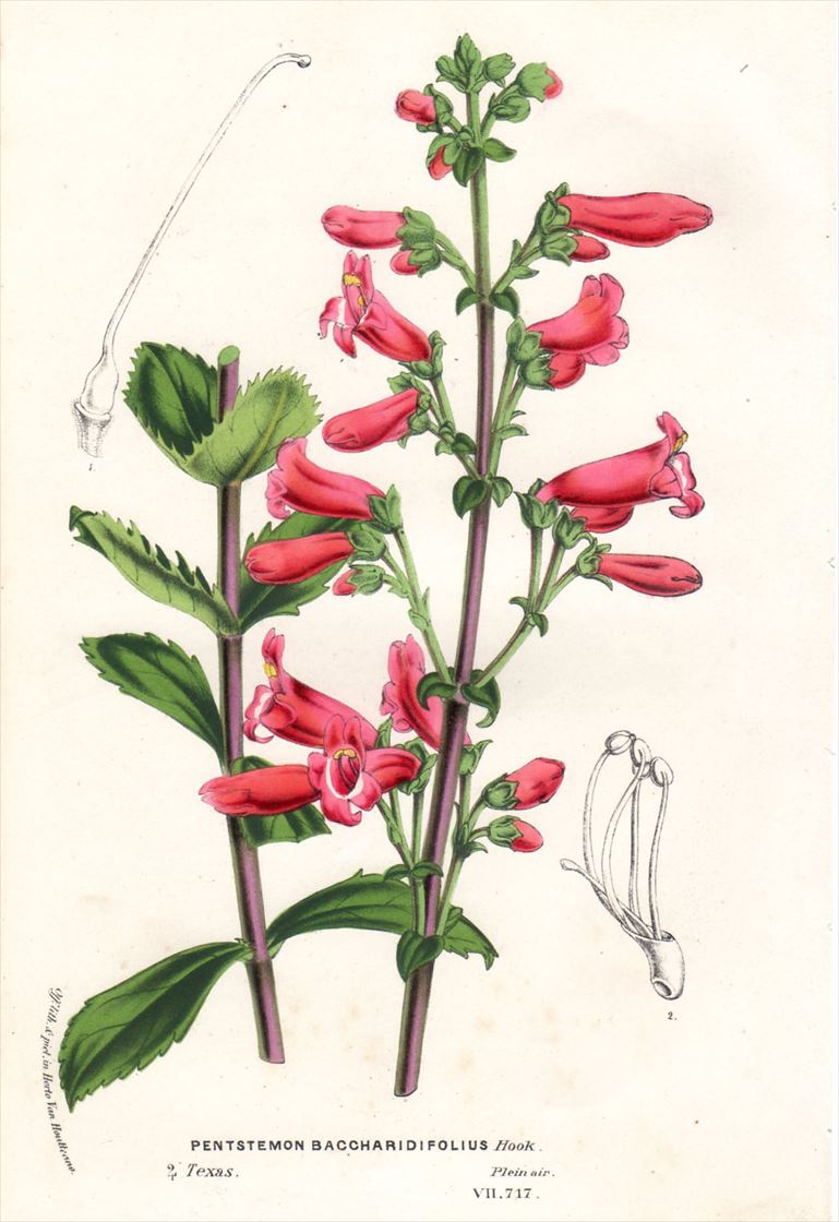 1877年 Van Houtte ヨーロッパの植物 オオバコ科 イワブクロ属 PENTSTEMON BACCHARIDIFOLIUS -  アンティークプリント 博物画 ボタニカルアートの通販サイト Spirito di Artigiano