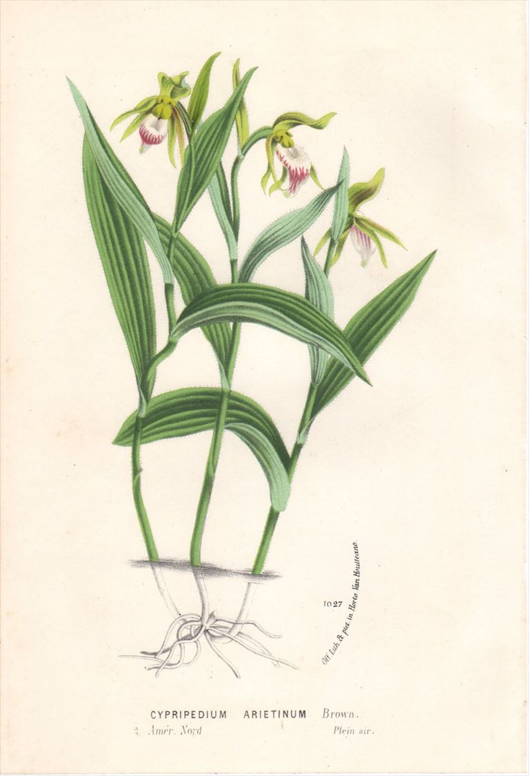 1877年 Van Houtte ヨーロッパの植物 ラン科 アツモリソウ属 CYPRIPEDIUM ARIETINUM - アンティークプリント  博物画 ボタニカルアートの通販サイト Spirito di Artigiano