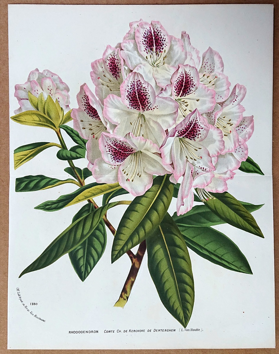 1877年 Van Houtte ヨーロッパの植物 ツツジ科 ツツジ属 Rhododendron