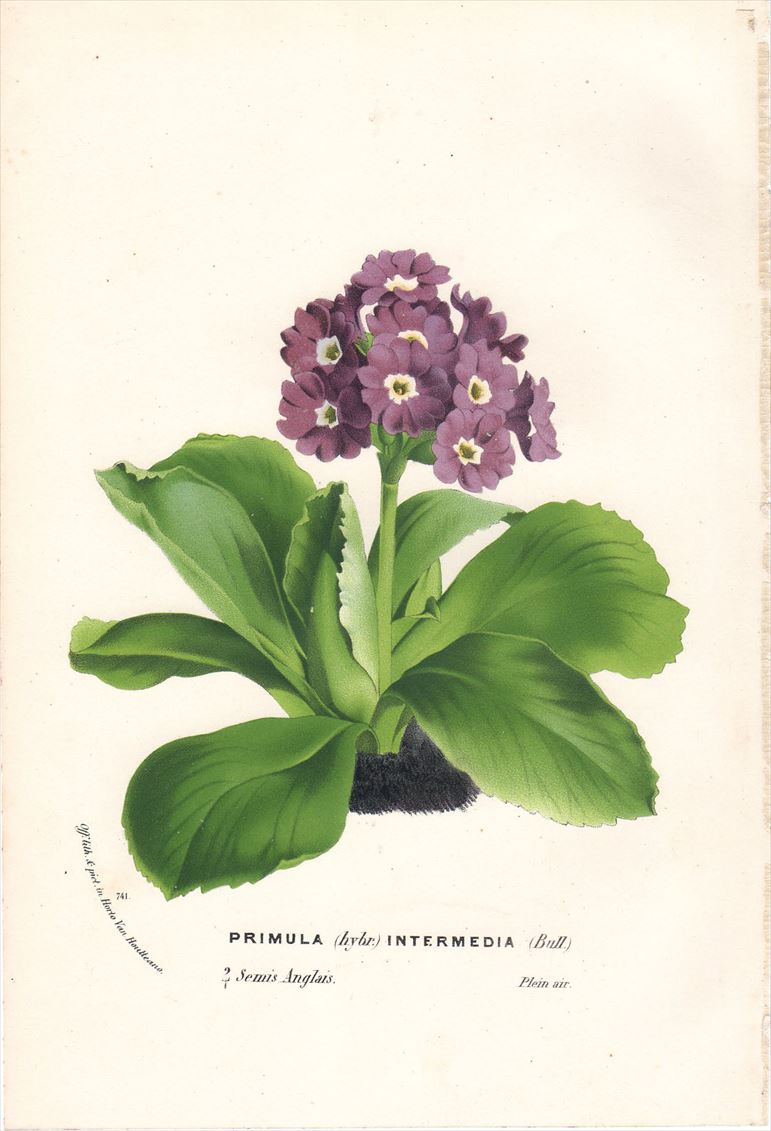 1854年 Van Houtte ヨーロッパの植物 サクラソウ科 サクラソウ属 PRIMULA INTERMEDIA - アンティークプリント 博物画  ボタニカルアートの通販サイト Spirito di Artigiano