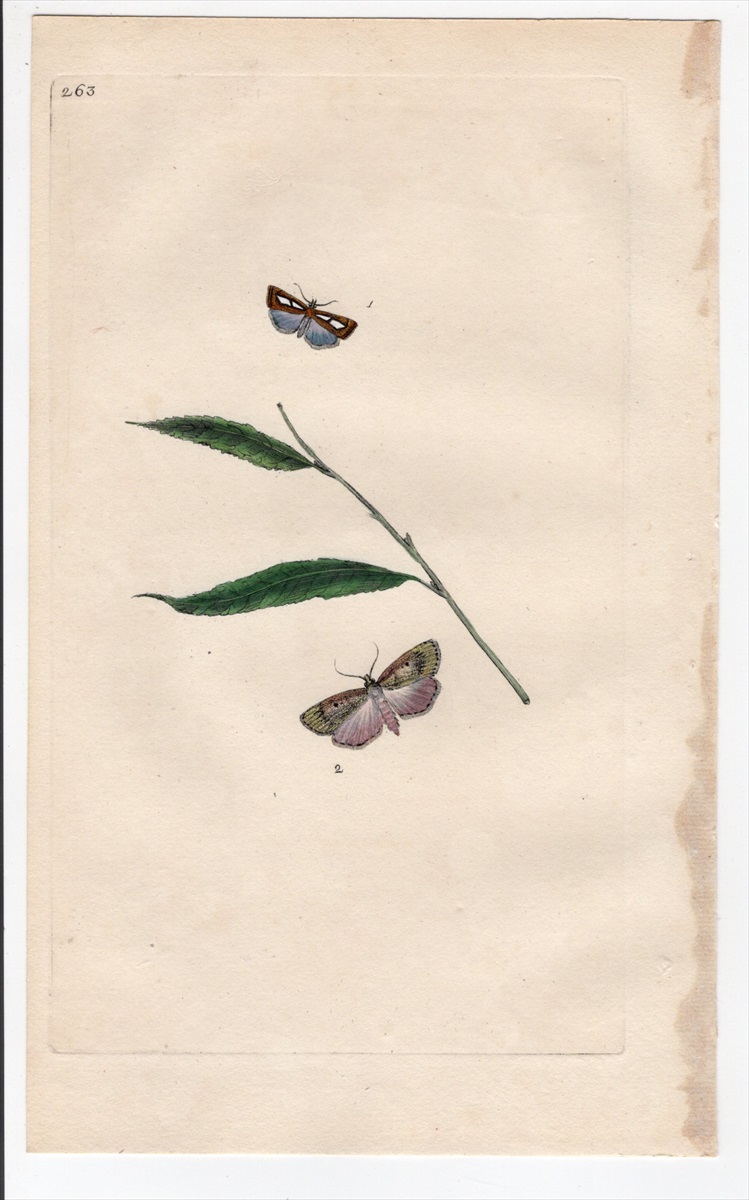 新発売】 ボタニカル本 Botanicals Butterflies & Insects 洋書 - xn