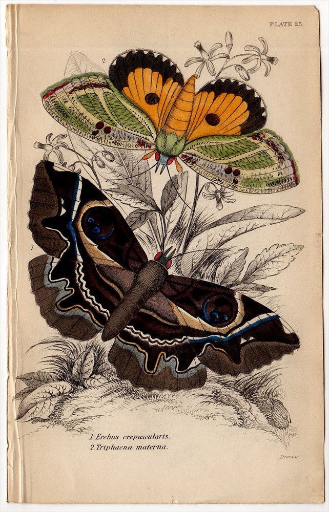 1843年 JARDINE NATURALIST'S LIBRARY 昆虫学 Pl.25 トモエガ科 