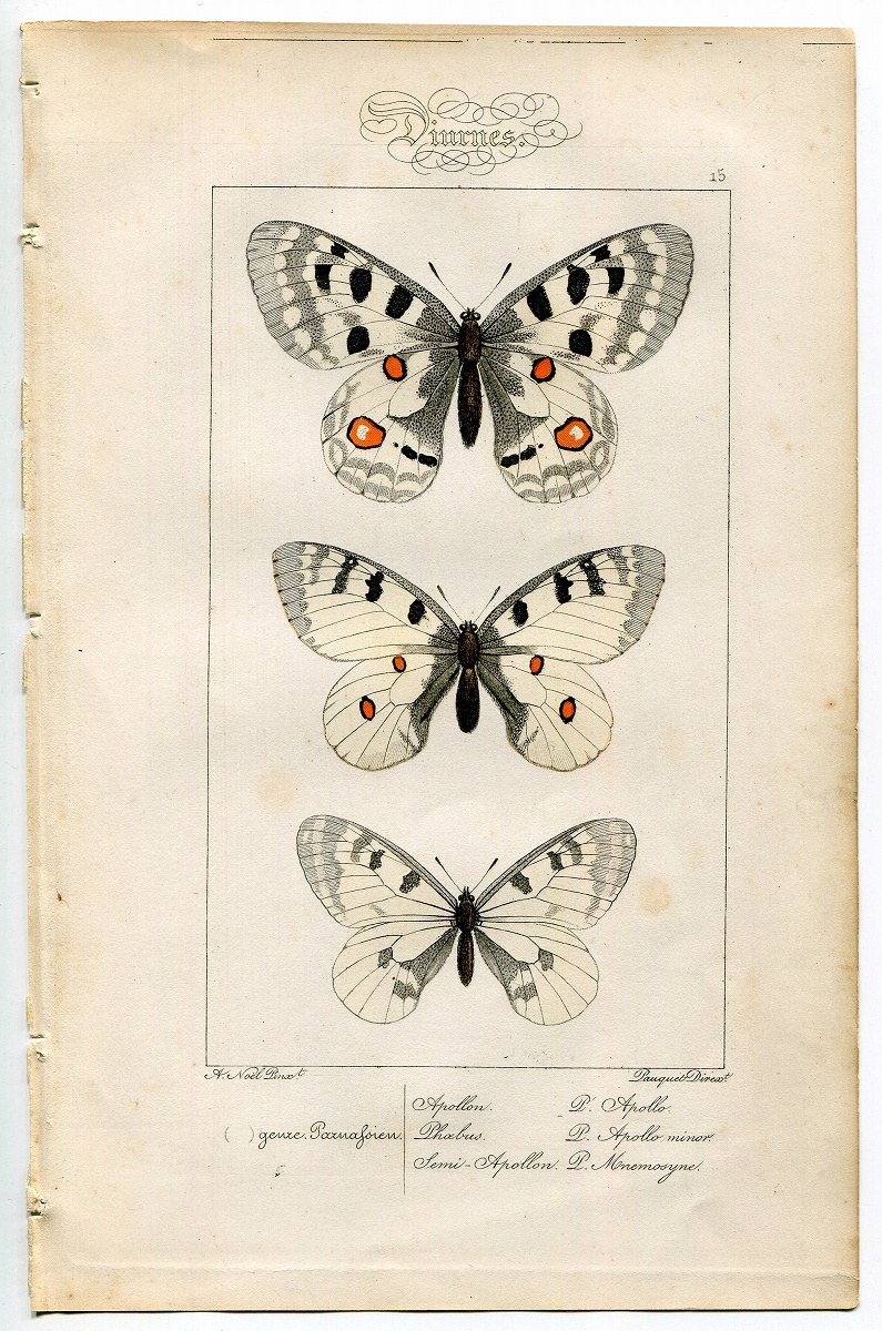 1864年 Lucas ヨーロッパ鱗翅類 P.15 アゲハチョウ科 ウスバシロチョウ 