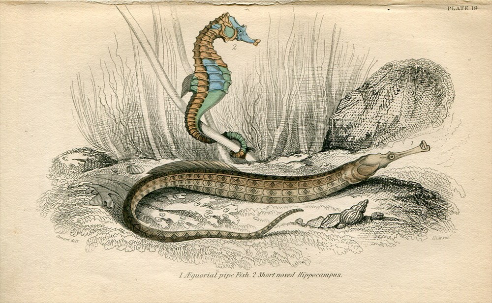 1840年 Jardine Naturalist's Library 魚類学 Pl.19 ヨウジウオ科 