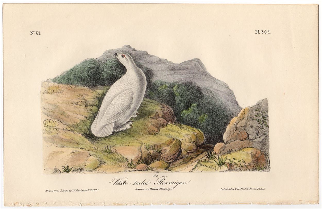 超激得大得価1840年 オーデュボン アメリカの鳥類 初版 手彩色石版画 Pl.265 キツツキ科 ミユビゲラ属 アメリカミユビゲラ Audubons\' Woodpecker 博物画 石版画、リトグラフ