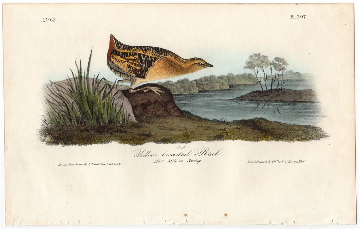 1840年 オーデュボン アメリカの鳥類 初版 手彩色 石版画 Pl.307