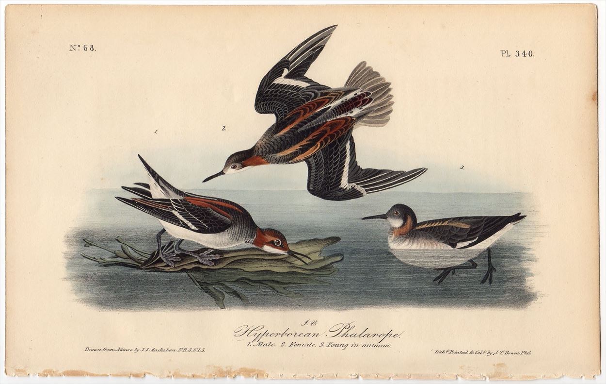 再入荷特価1840年 オーデュボン アメリカの鳥類 初版 手彩色 石版画 Pl.340 ヒレアシシギ科 アカエリヒレアシシギ Hyperborean Phalarope 博物画 石版画、リトグラフ