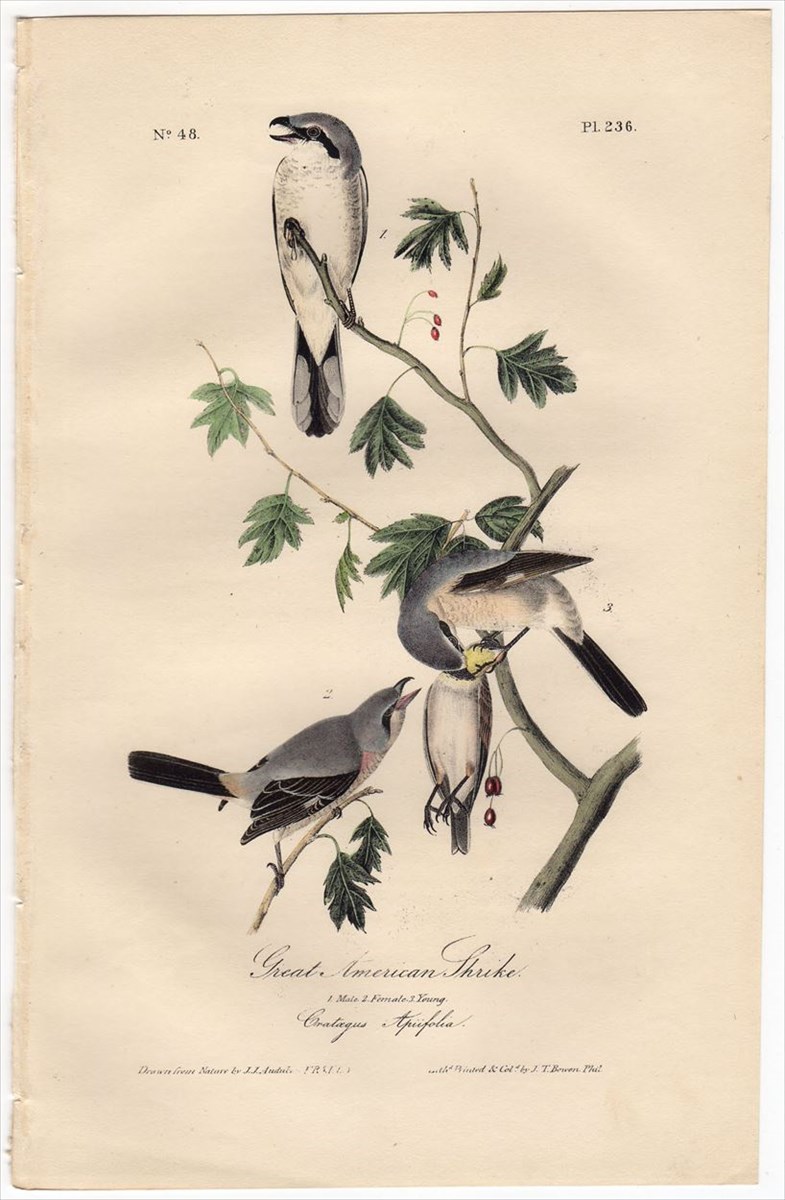 スーパーセール期間限定 Audubon Birds（オーデュボン「アメリカの鳥類」画集）