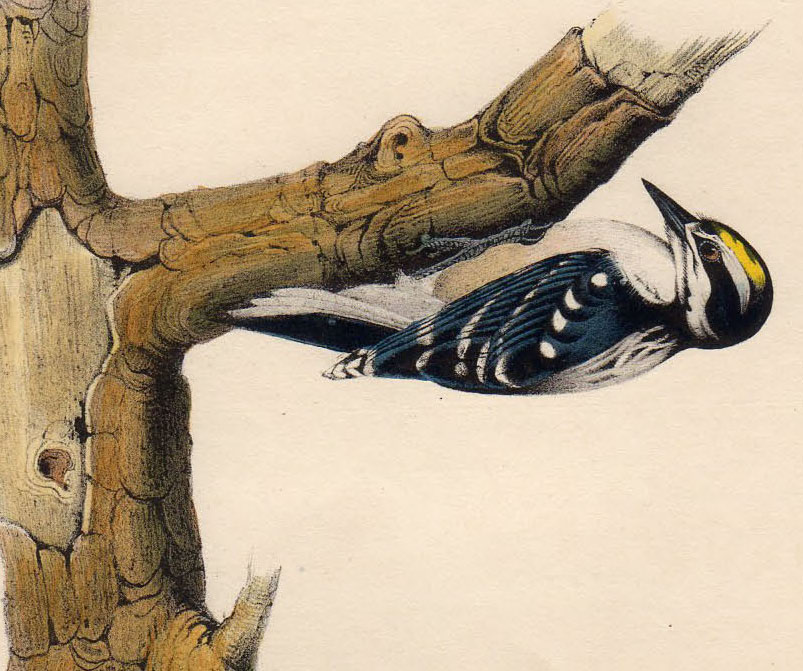 得価正規品1840年 オーデュボン アメリカの鳥類 初版 手彩色石版画 Pl.265 キツツキ科 ミユビゲラ属 アメリカミユビゲラ Audubons' Woodpecker 博物画 石版画、リトグラフ
