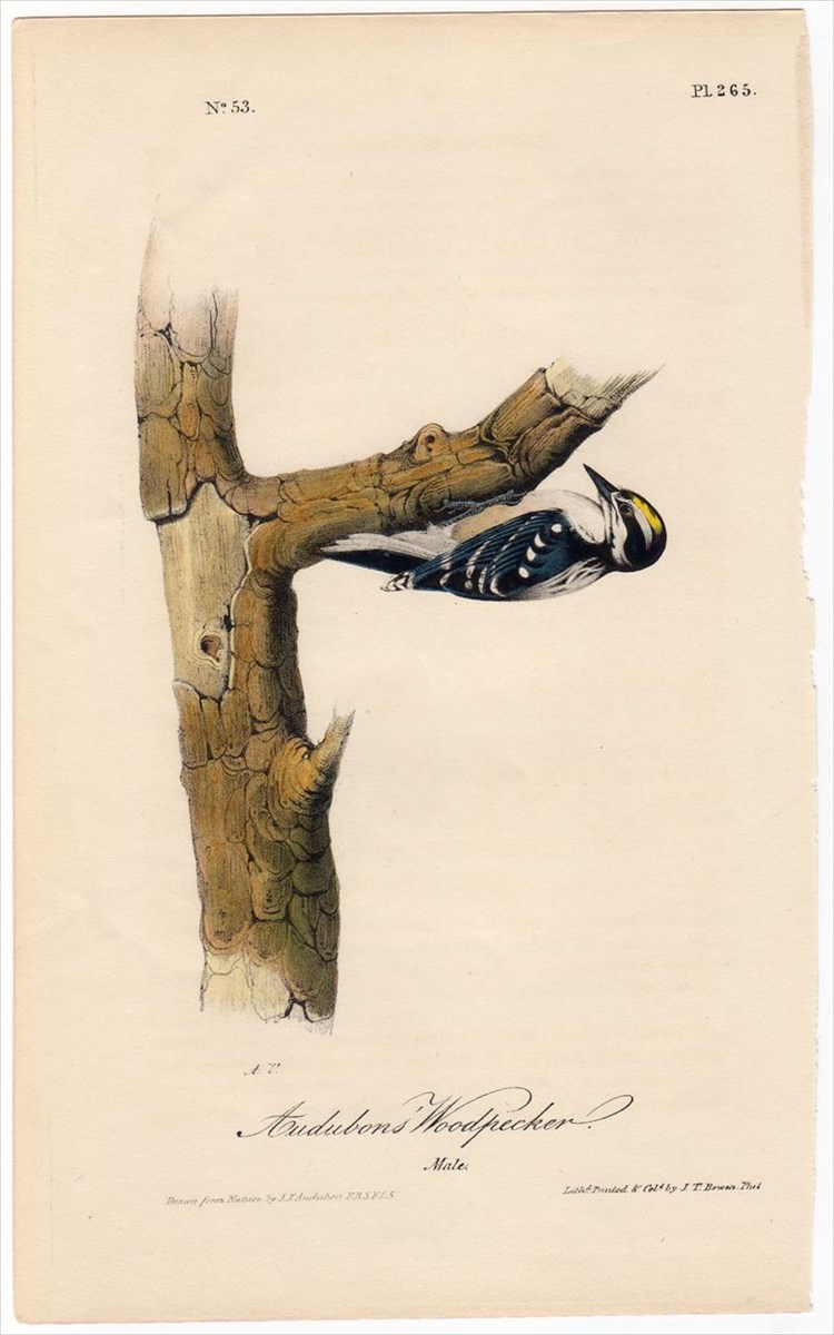 超激得大得価1840年 オーデュボン アメリカの鳥類 初版 手彩色石版画 Pl.265 キツツキ科 ミユビゲラ属 アメリカミユビゲラ Audubons' Woodpecker 博物画 石版画、リトグラフ