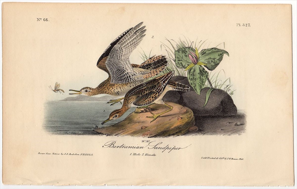 1840年 オーデュボン アメリカの鳥類 初版 手彩色 石版画 Pl.403 カモ