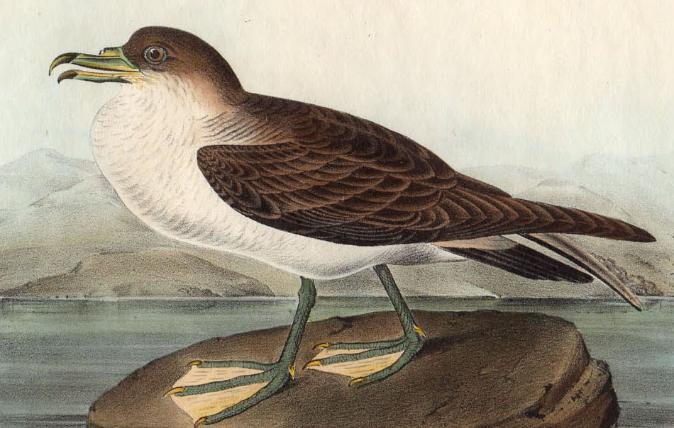 最安値HOT】 ヤフオク! - 1840年 オーデュボン アメリカの鳥類 初版 手