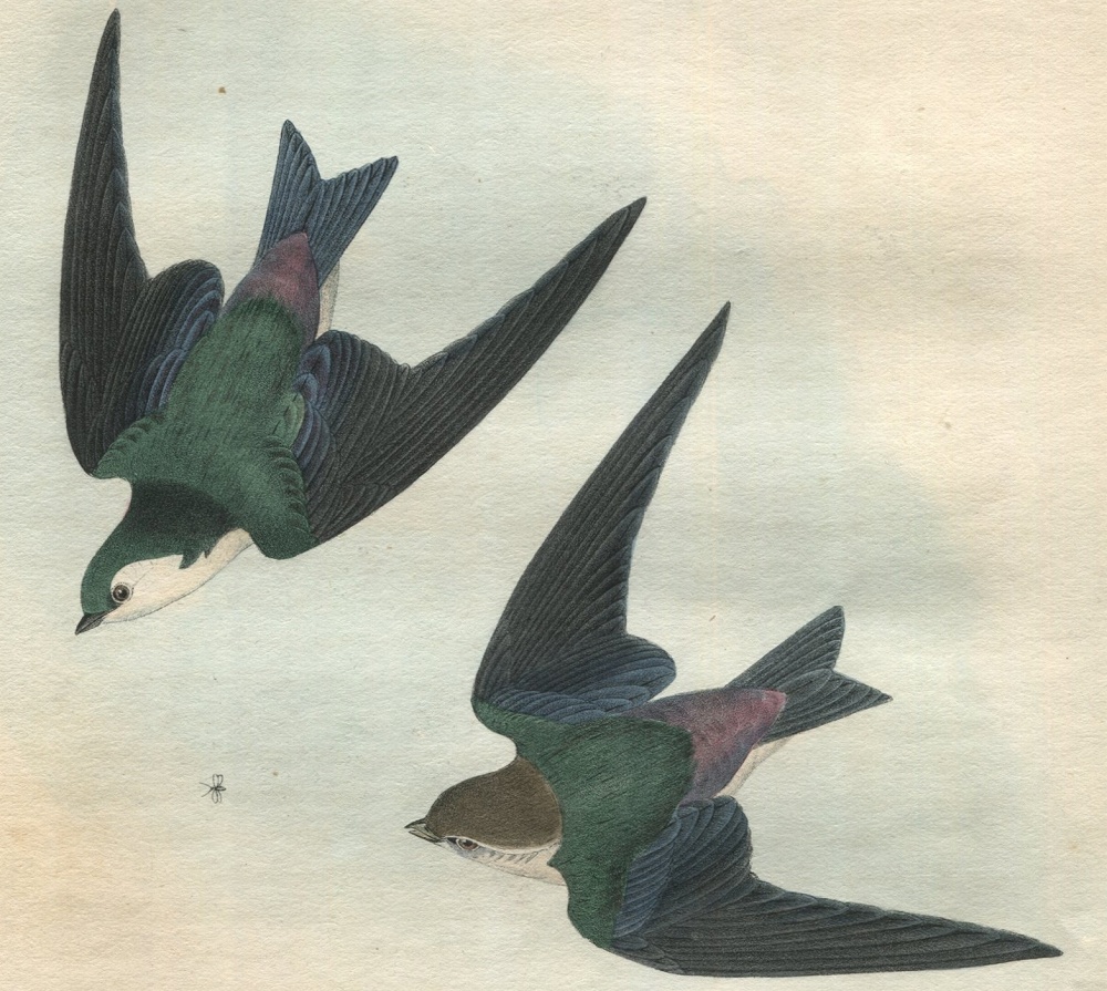 得価正規品1840年 オーデュボン アメリカの鳥類 初版 手彩色石版画 Pl.265 キツツキ科 ミユビゲラ属 アメリカミユビゲラ Audubons\' Woodpecker 博物画 石版画、リトグラフ