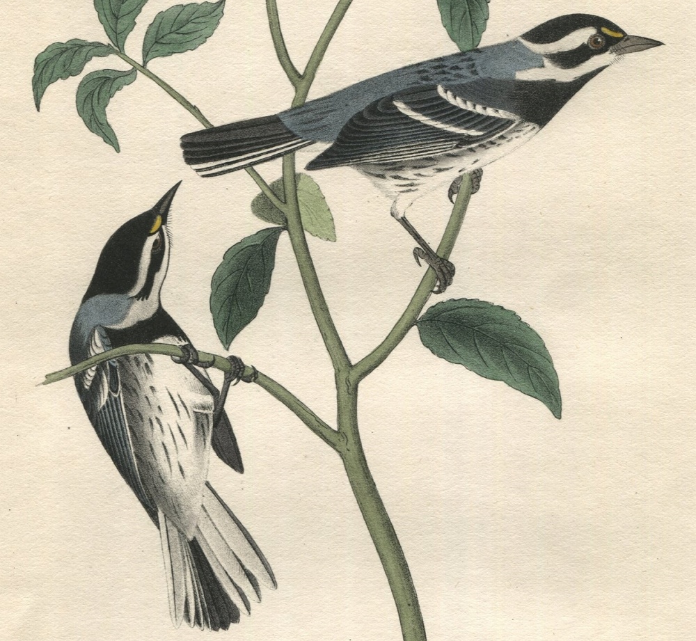 株価上昇1840年 オーデュボン アメリカの鳥類 初版 手彩色 石版画 Pl.94 アメリカムシクイ科 ノドグロハイアメリカムシクイ 博物画 石版画、リトグラフ