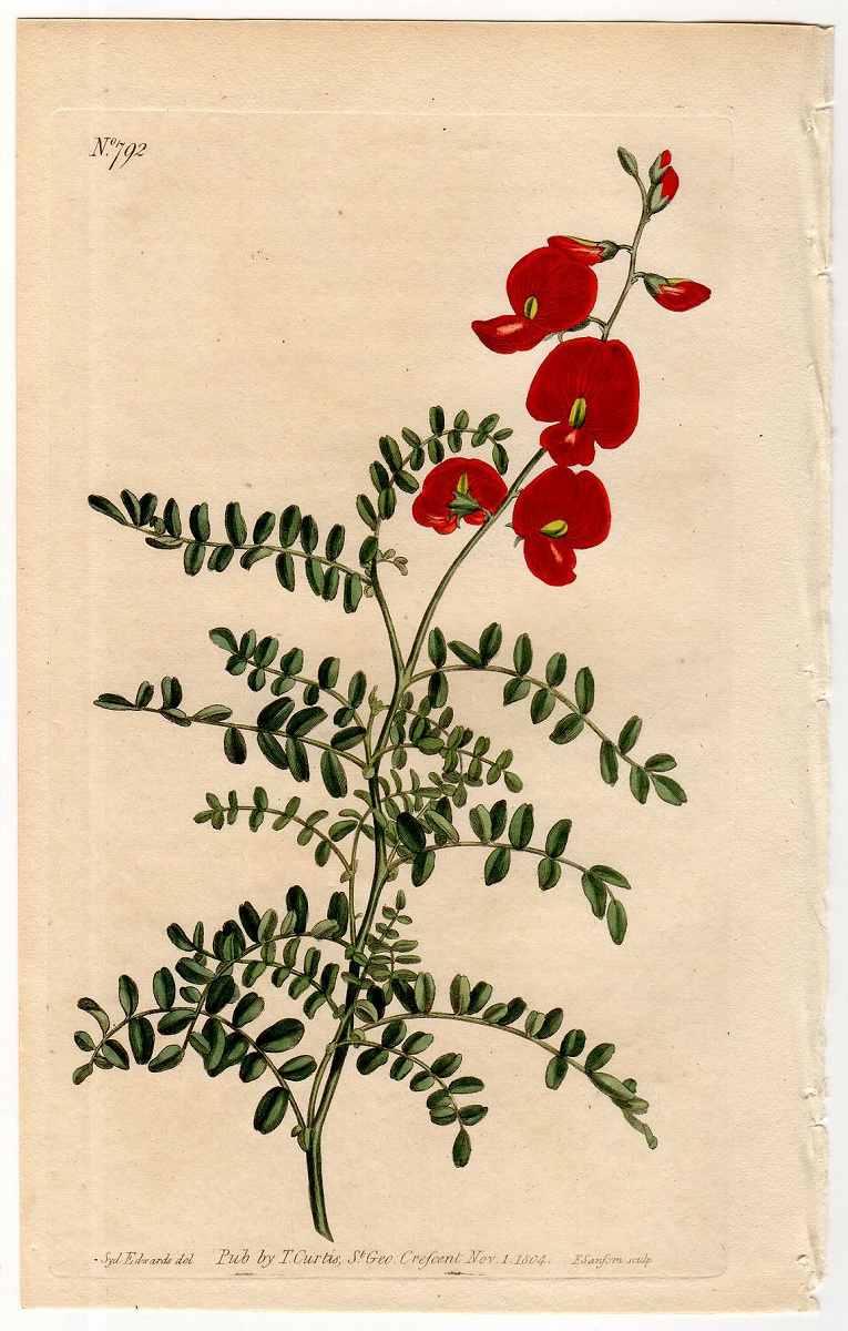 1804年 手彩色 銅版画 Curtis Botanical Magazine No.792 マメ科 ...