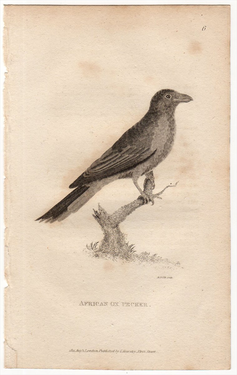 代購代標第一品牌－樂淘letao－1811年Shaw 銅版画鳥類Pl.6 ウシツツキ
